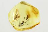 Detailed Fossil Winged Ants (Formicidae) In Baltic Amber #352695-1